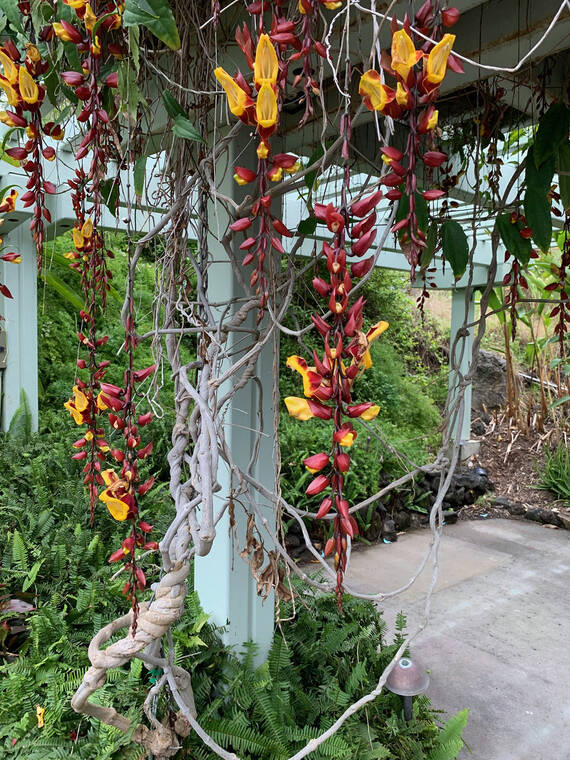 Tropical Gardening: Vines add to that tropical look
