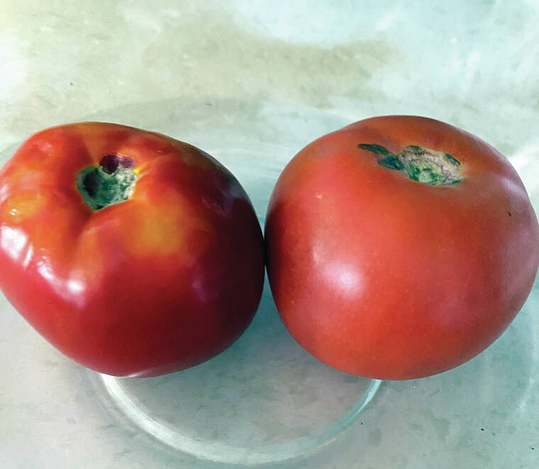 Let’s Talk Food: Versatile tomatoes