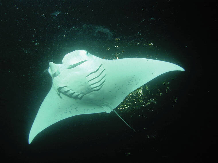 Debate over manta ray tours continues - Hawaii Tribune-Herald