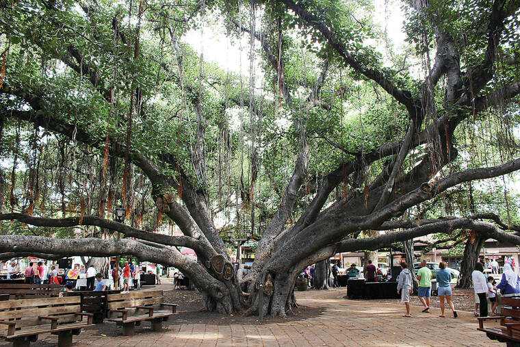 Ring by ring, majestic banyan tree in heart of fire-scorched Lahaina  chronicles 150 years of history - Hawaii Tribune-Herald
