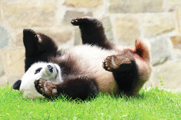 Baby panda makes debut – online – at National Zoo