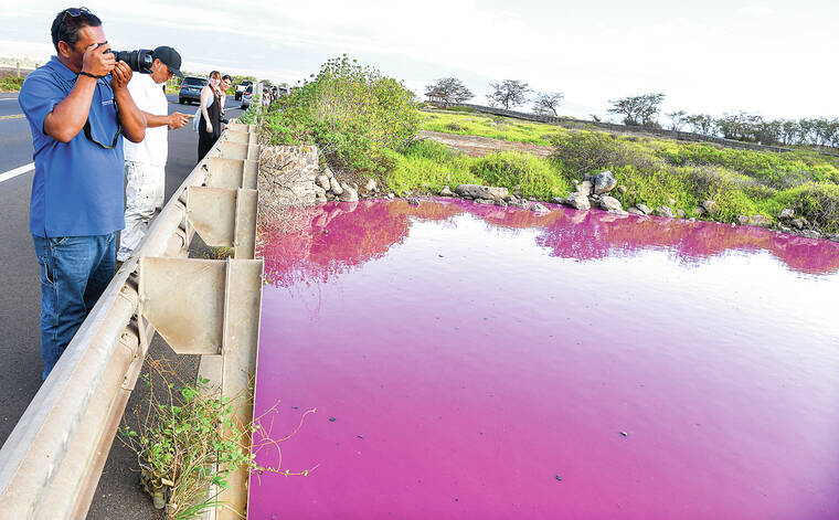 Drought blamed as Maui pond turns bright pink, Hawaii