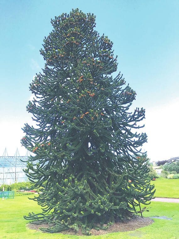 Tropical Gardening: Buy a ‘tropical pine’ for Christmas to support local famers
