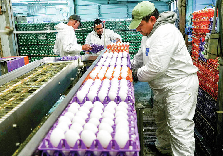 Avian flu is devastating farms in California’s ‘Egg Basket’ as