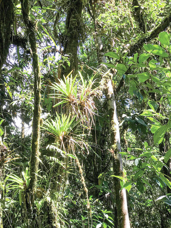 Tropical Gardening: Native epiphytes and lithophytes not well represented in Hawaii