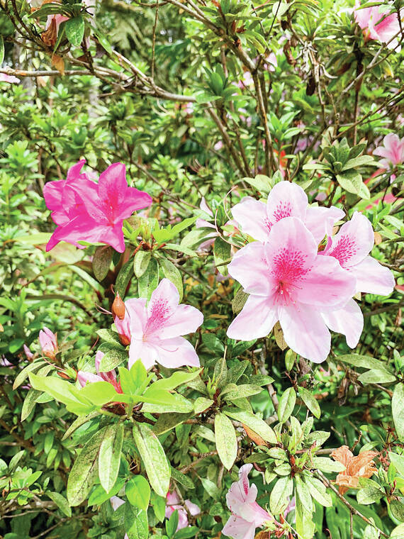 Tropical Gardening: Vireya rhododendrons and azaleas bloom in Hawaii