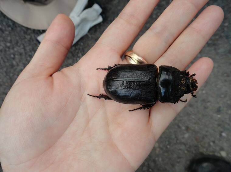 ‘This means they’re out there’: Adult coconut rhinoceros beetles detected on Big Island