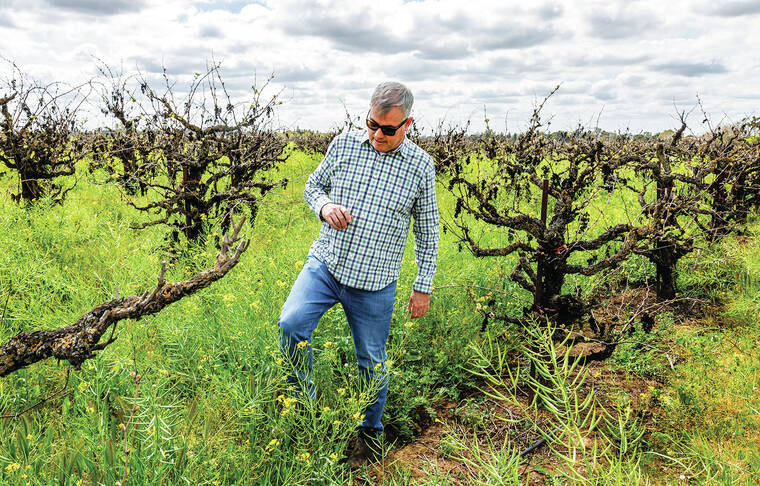 Global wine glut compounds headaches for struggling California vineyards