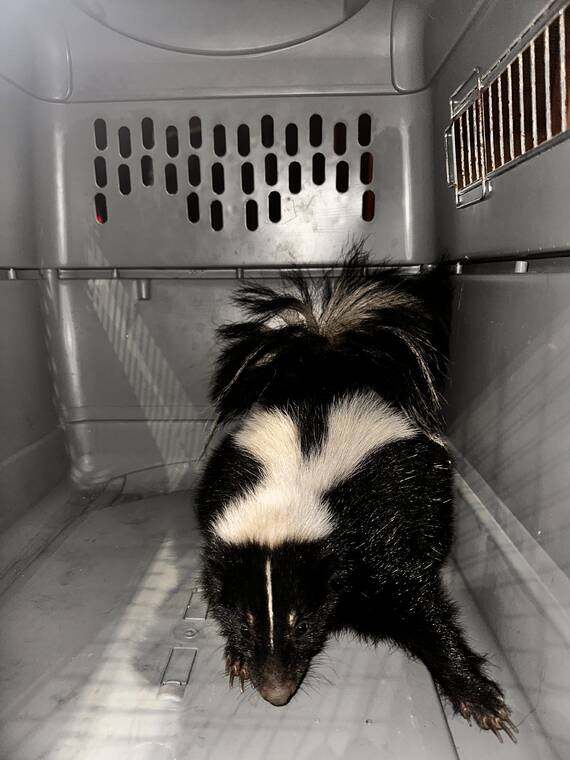 Skunk captured on Oahu, tested for rabies - Hawaii Tribune-Herald