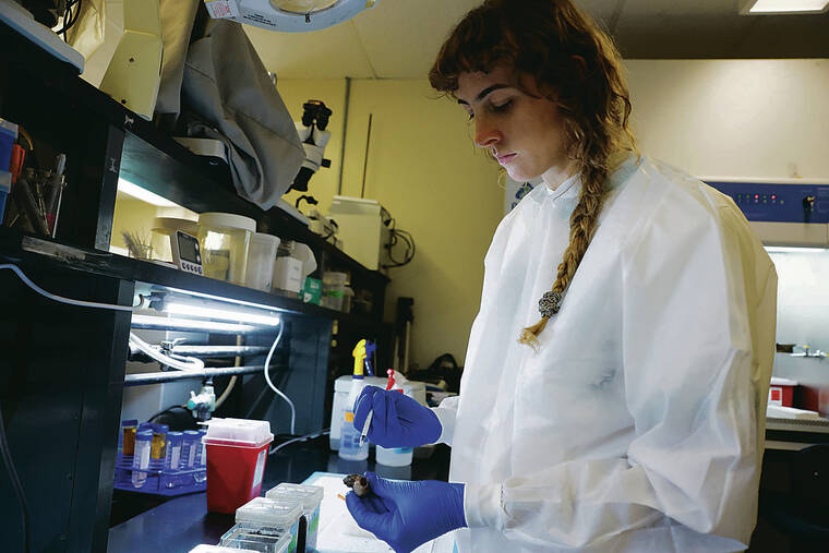 Virus to fight coconut rhinoceros beetle shows promising results ...