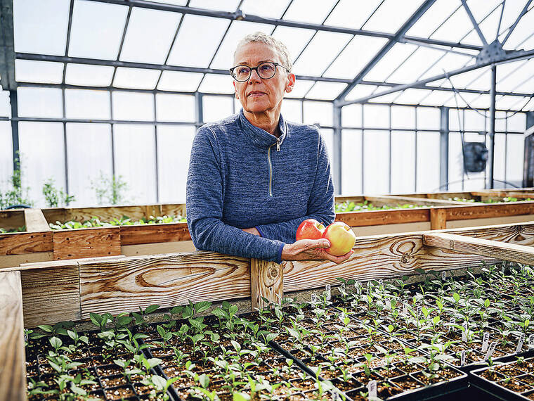After Cosmic Crisp, scientists unveil an apple for the climate change era