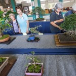 4392798_web1_Ohana_Lehua_Bonsai_Show_2.jpg